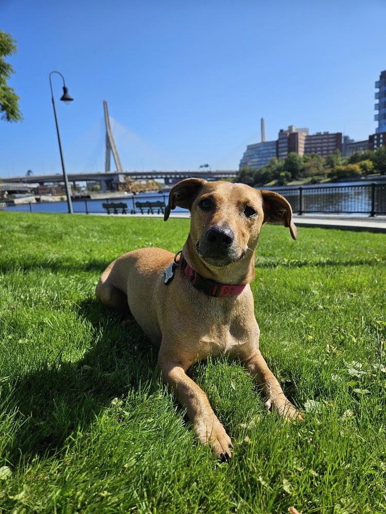 Stewie, Adoptable, Adult Male Dachshund.