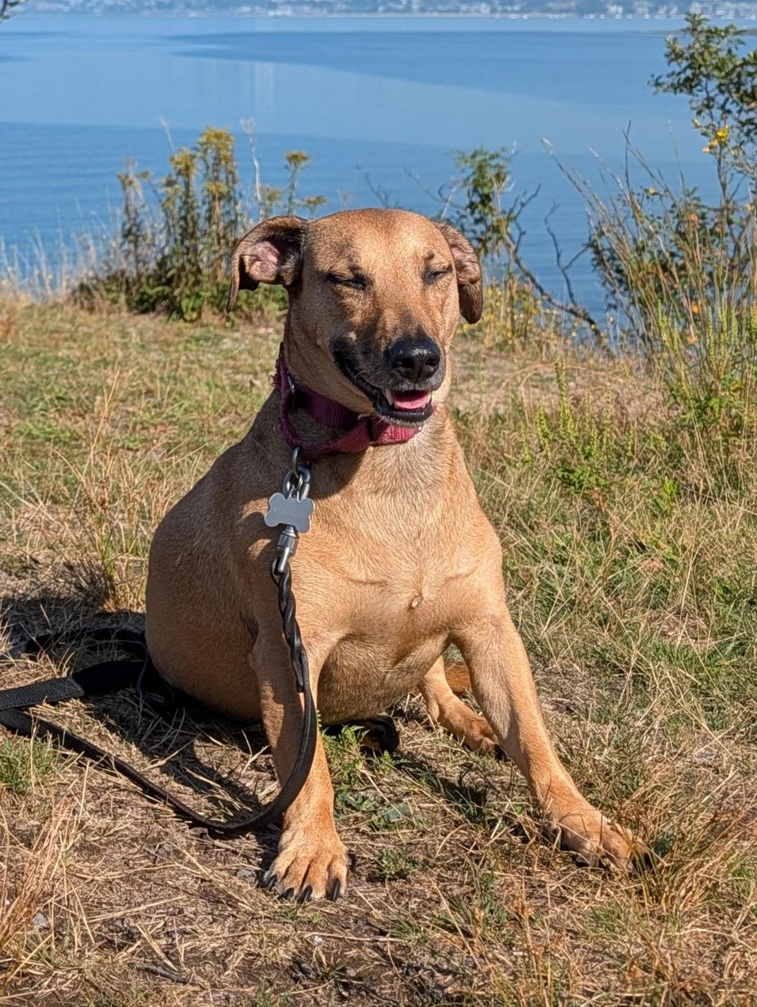 Enlarge Stewie, a Adoptable mixed breed in Quincy, MA image 3/3