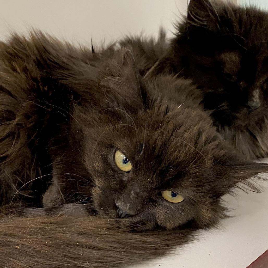 Enlarge Eurydice, a Adoptable Domestic Long Hair in Cheyenne, WY image 1/1