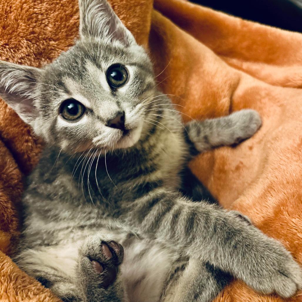 Dale the Intimidator, a Adoptable Domestic Short Hair in Saint Paul, MN image 1/5