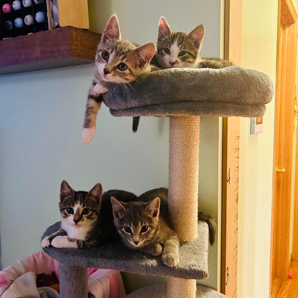 Dale the Intimidator, a Adoptable Domestic Short Hair in Saint Paul, MN image 2/5