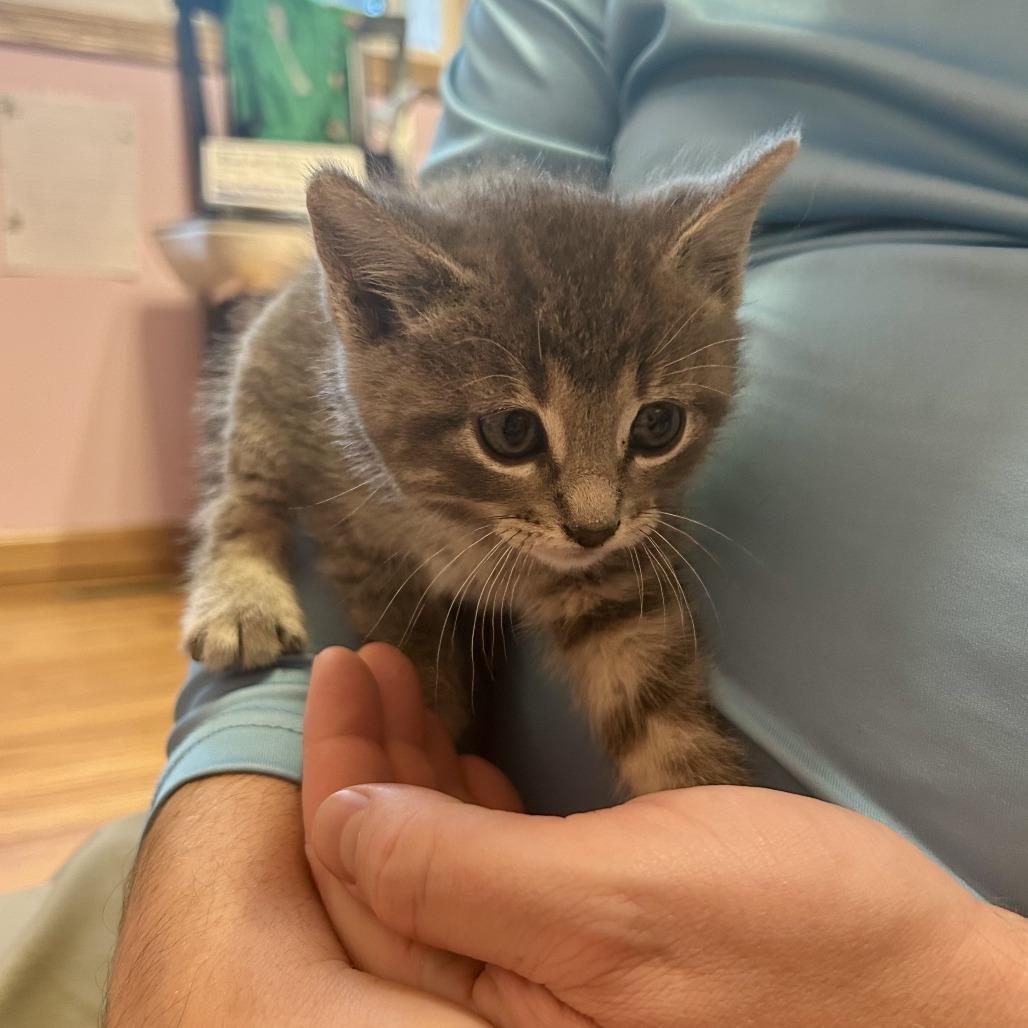 Dale the Intimidator, a Adoptable Domestic Short Hair in Saint Paul, MN image 3/5