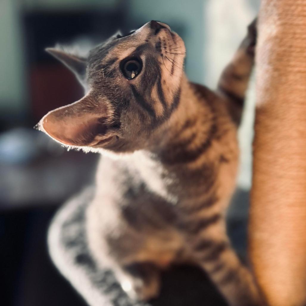 Dale the Intimidator, a Adoptable Domestic Short Hair in Saint Paul, MN image 4/5