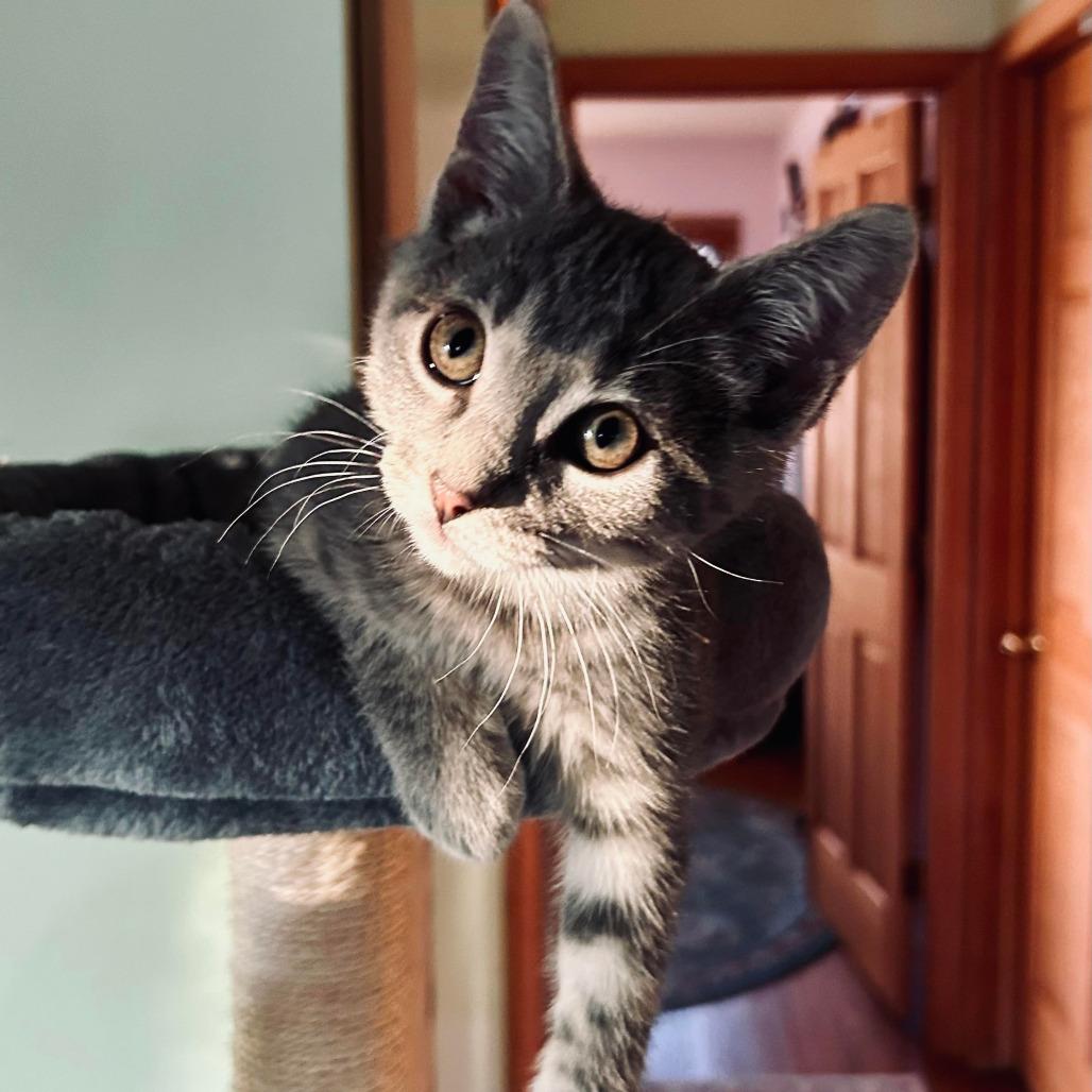 Dale the Intimidator, a Adoptable Domestic Short Hair in Saint Paul, MN image 5/5