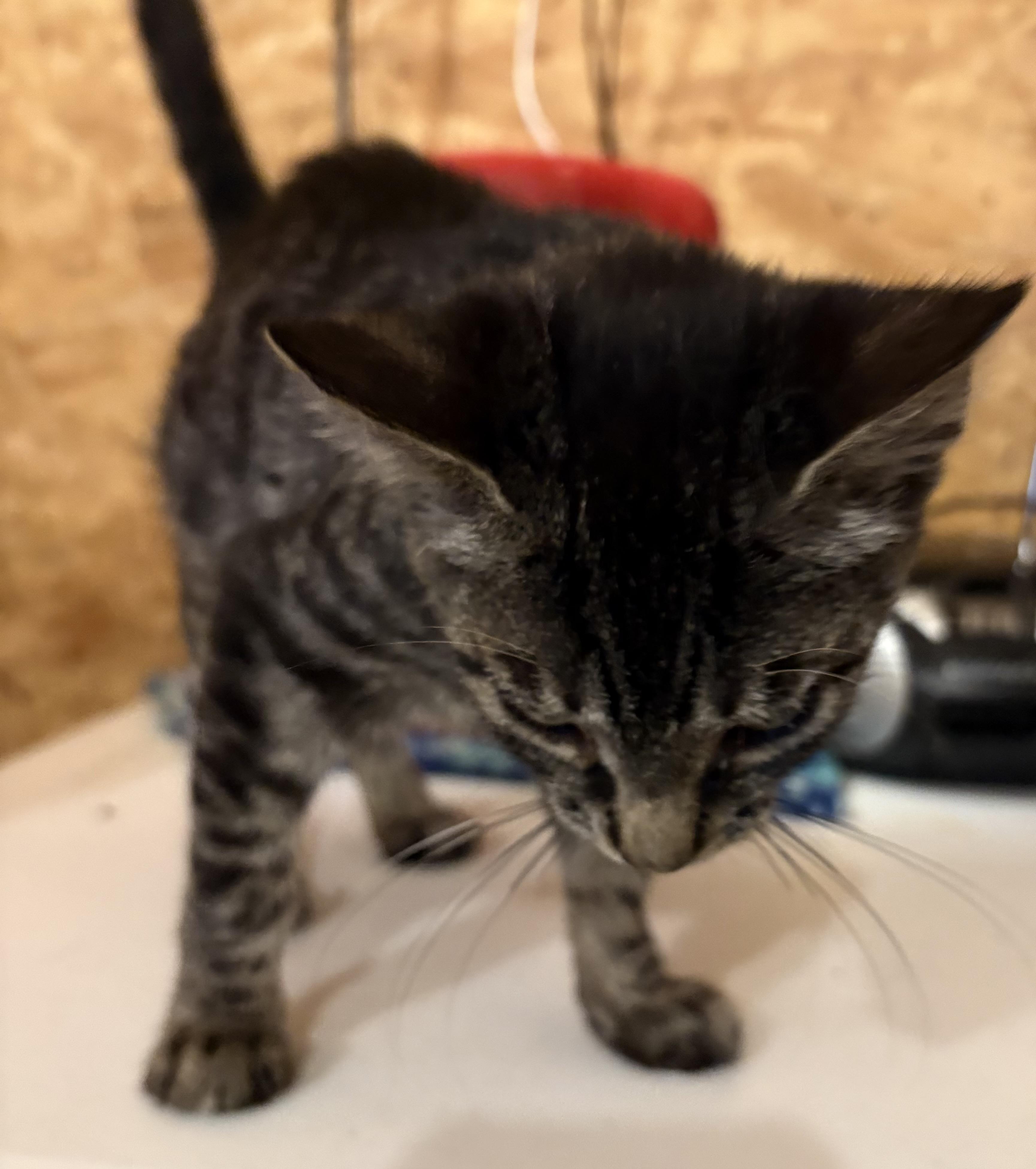 Slate, Adoptable, Kitten Male Domestic Short Hair.