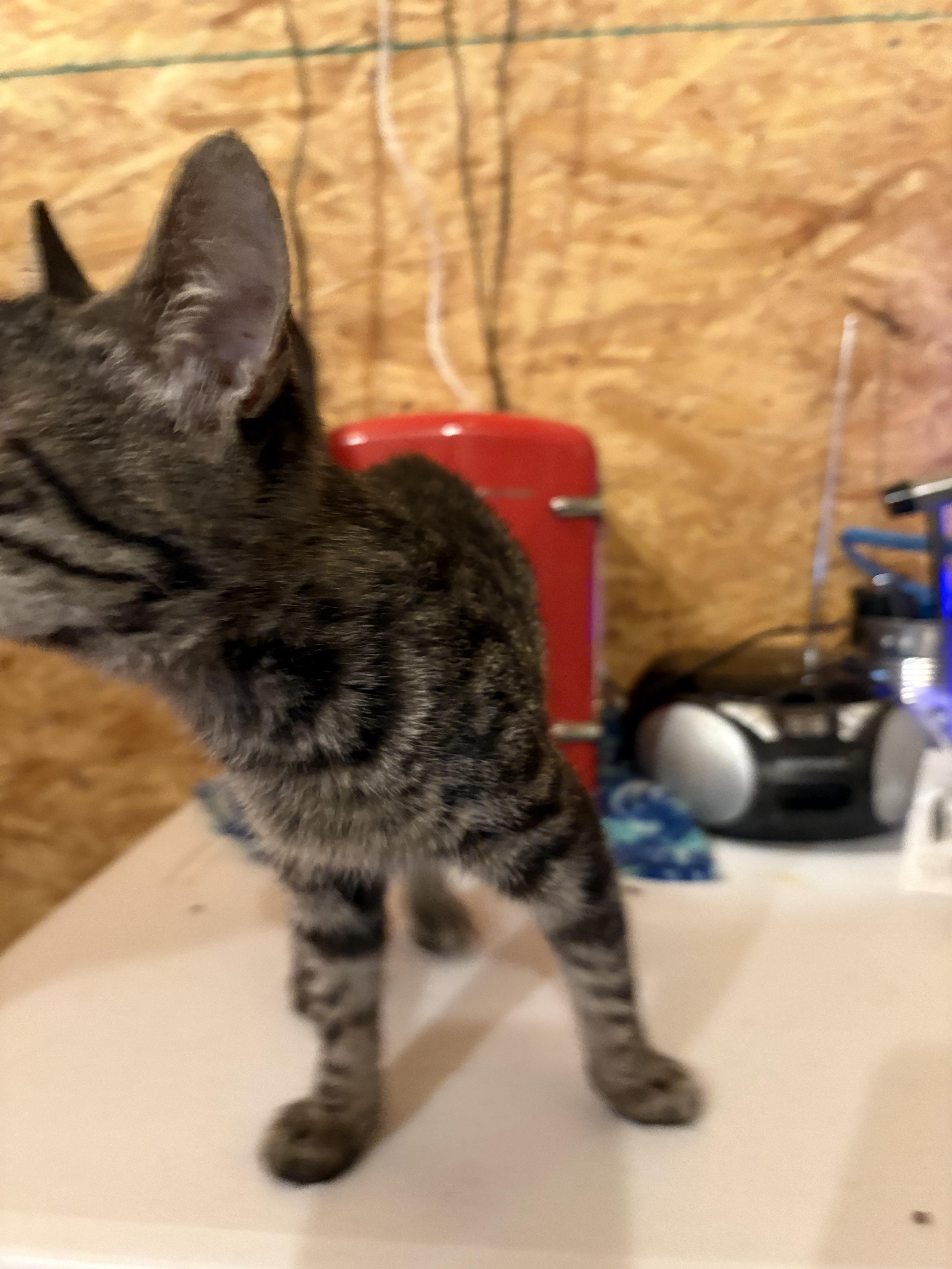 Slate, a Adoptable Domestic Short Hair in Sneads Ferry, NC image 2/2