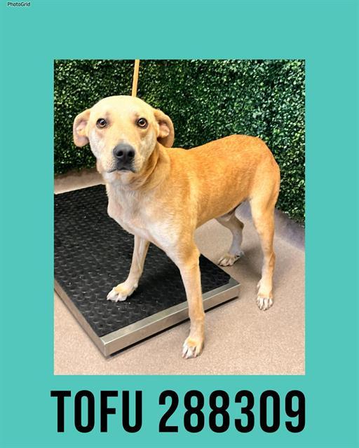 TOFU, Adoptable, Young Male Mixed Breed.