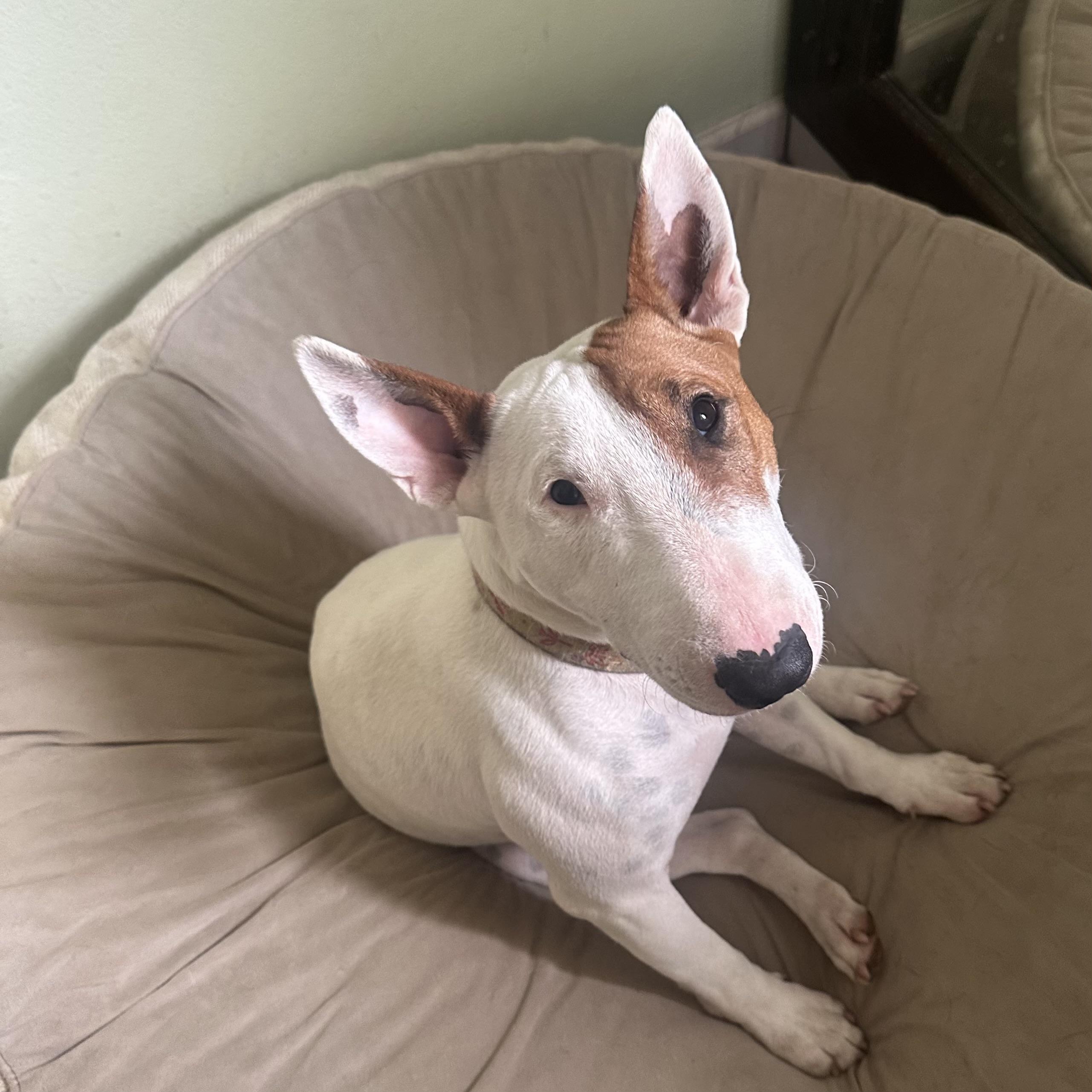 Enlarge Junie, an adoptable Bull Terrier in Sammamish, WA image 1/5