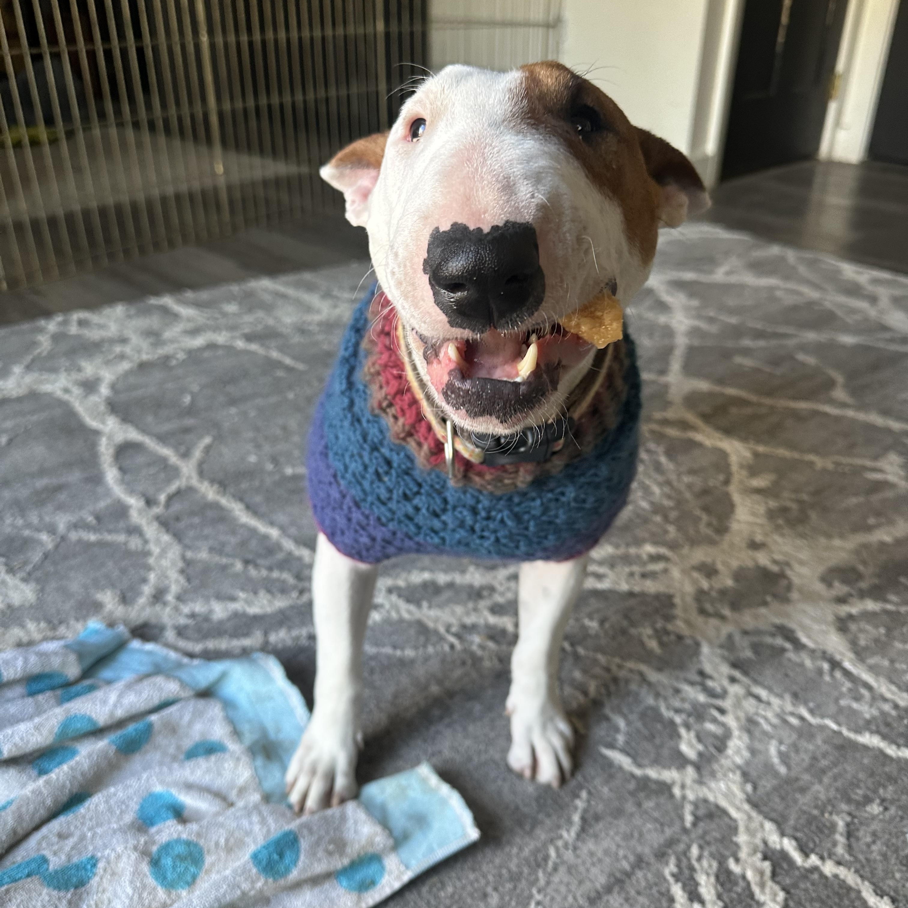 Enlarge Junie, an adoptable Bull Terrier in Sammamish, WA image 4/5