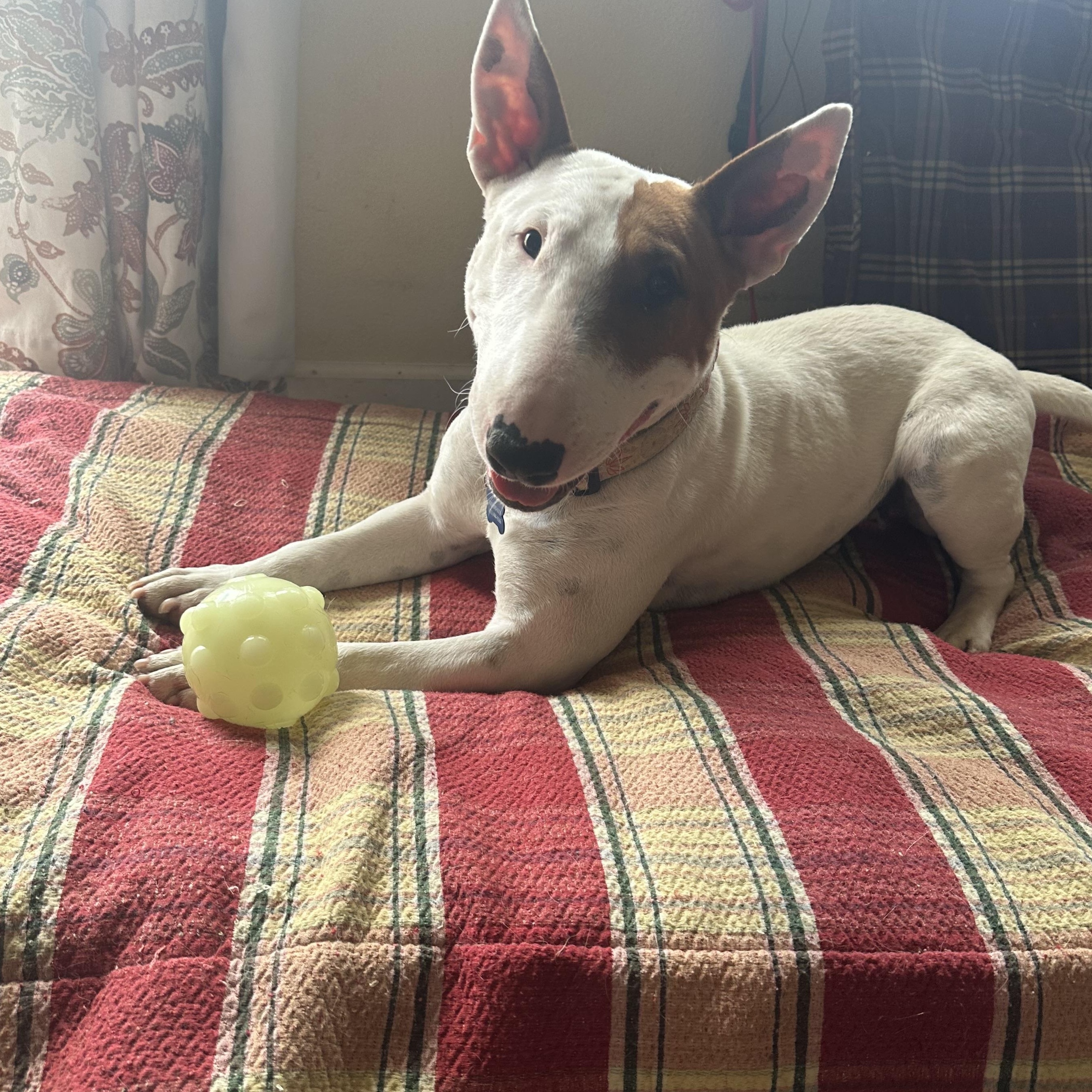 Enlarge Junie, an adoptable Bull Terrier in Sammamish, WA image 2/5