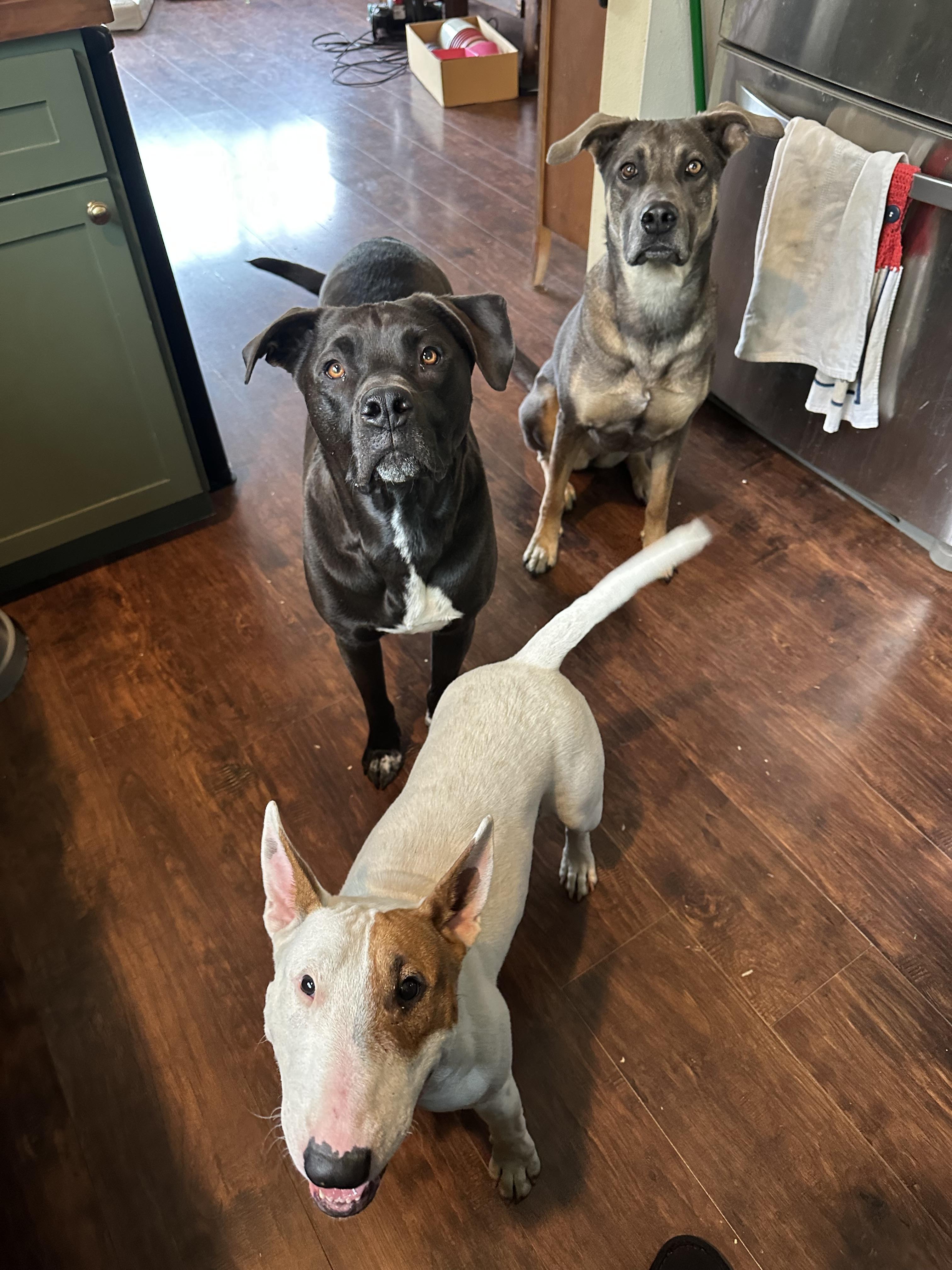Enlarge Junie, an adoptable Bull Terrier in Sammamish, WA image 3/5