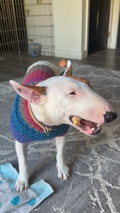 Enlarge Junie, an adoptable Bull Terrier in Sammamish, WA video 5/5