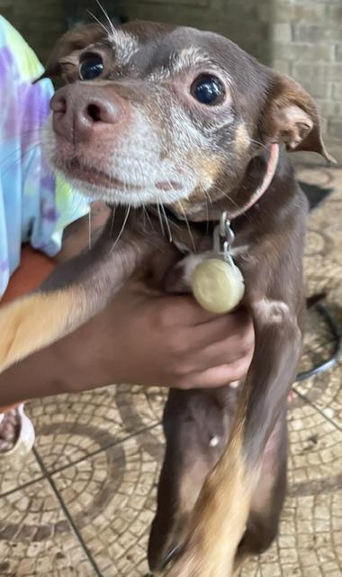 Topaz, a ADOPTABLE mixed breed in Memphis, TN image 4/4