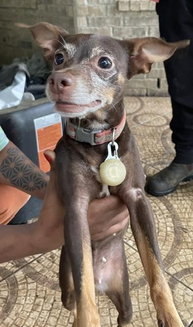 Topaz, a ADOPTABLE mixed breed in Memphis, TN image 3/4