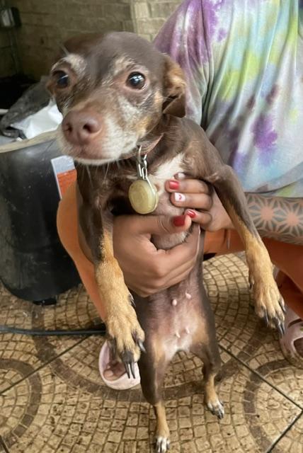 Topaz, a ADOPTABLE mixed breed in Memphis, TN image 2/4