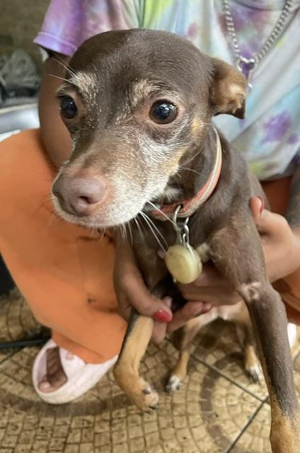 Topaz, ADOPTABLE, Adult Female Chihuahua & Miniature Pinscher.