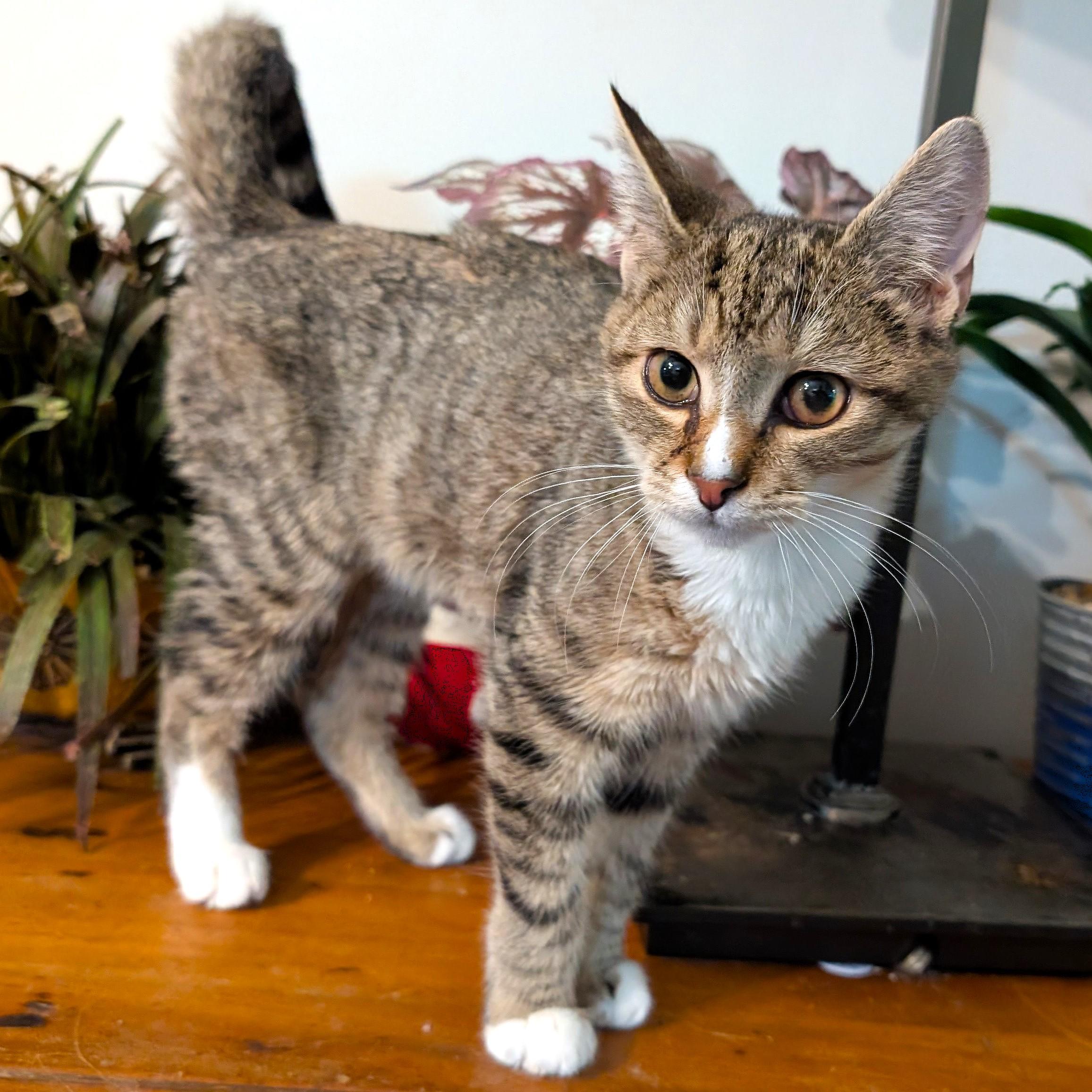 Enlarge Sushi, an adopted mixed breed in Smithfield, NC image 4/5