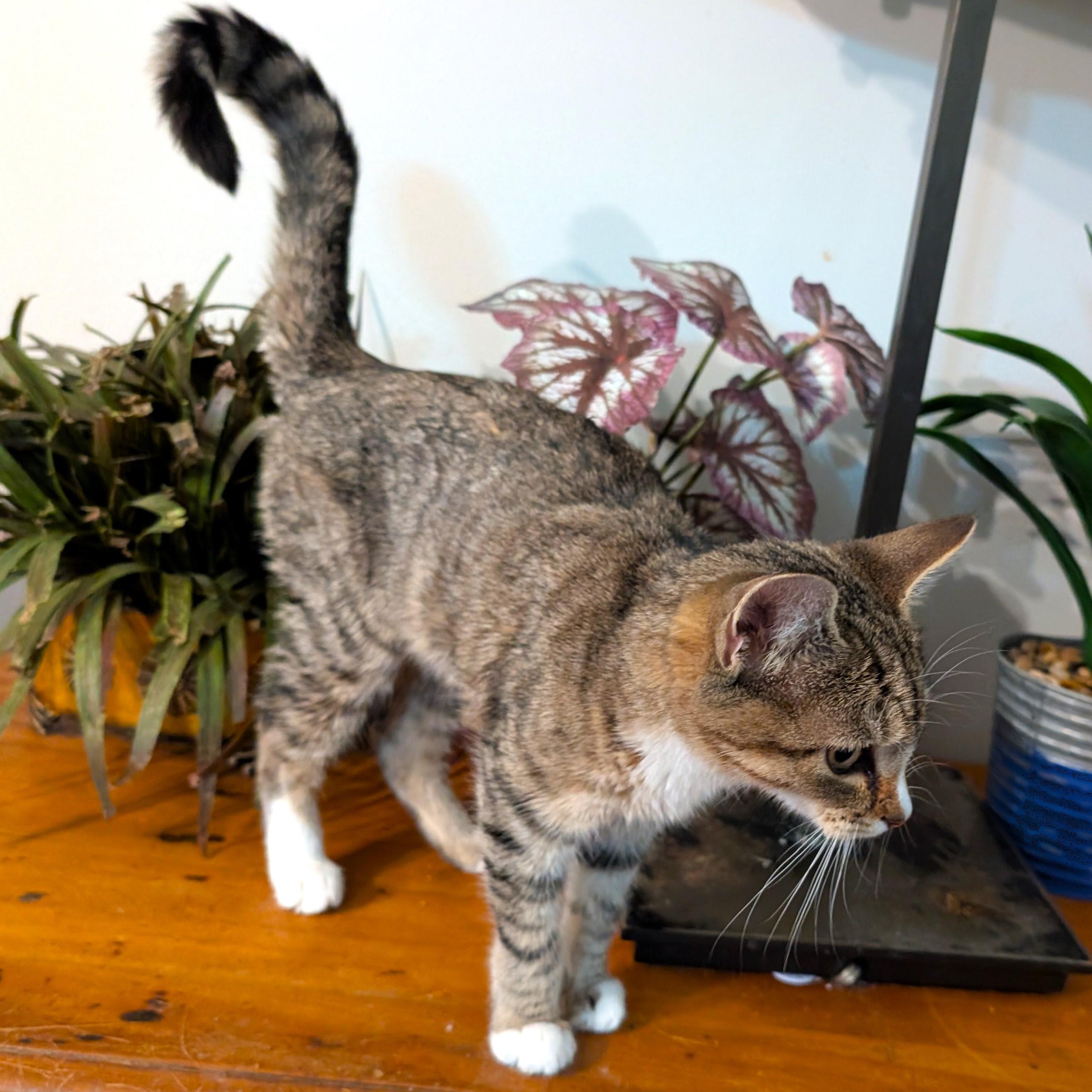 Enlarge Sushi, an adopted mixed breed in Smithfield, NC image 3/5