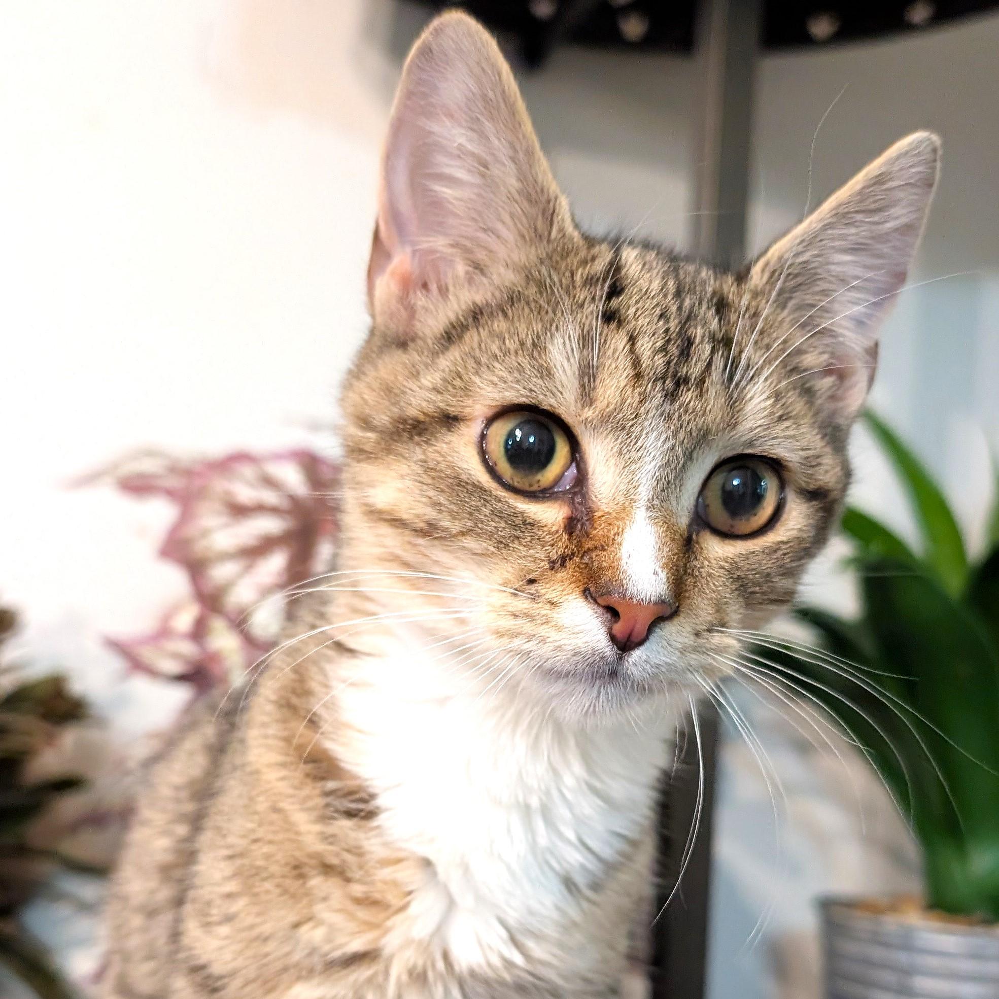 Enlarge Sushi, an adopted mixed breed in Smithfield, NC image 2/5