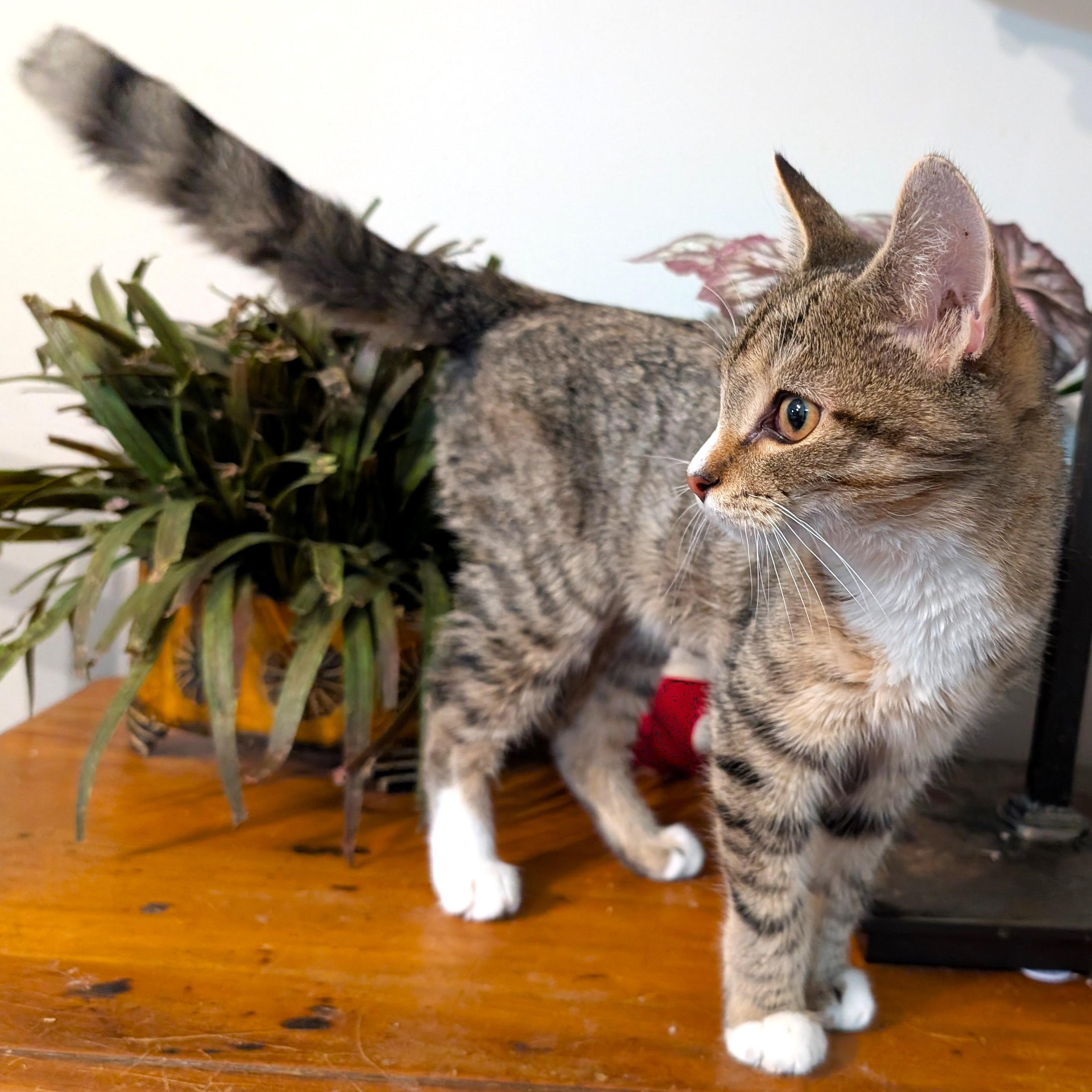 Enlarge Sushi, an adopted mixed breed in Smithfield, NC image 5/5