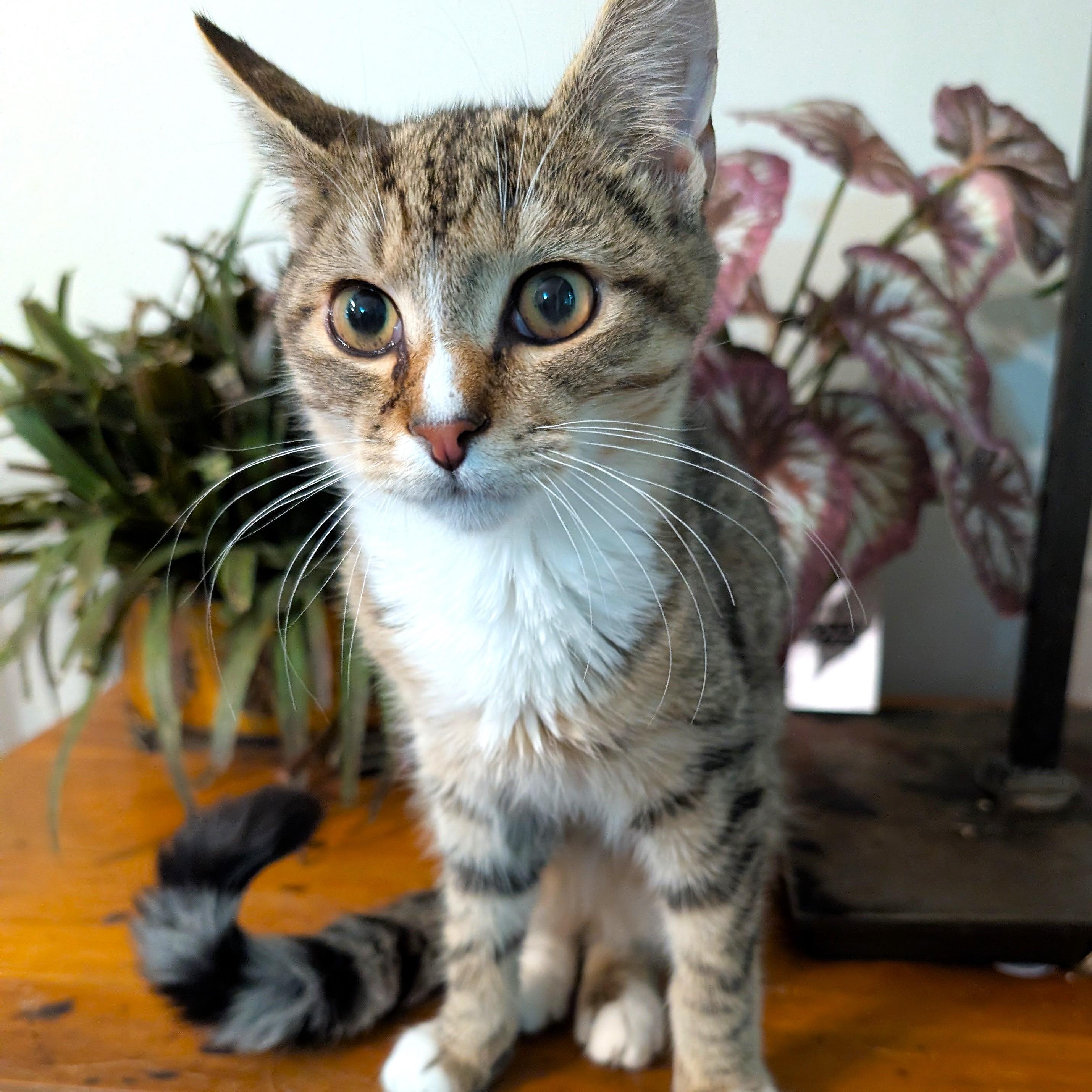 Sushi, adopted, Kitten Male Domestic Short Hair & Tabby.