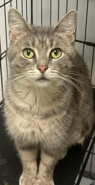Daisy, ADOPTABLE, Adult Female Domestic Short Hair.