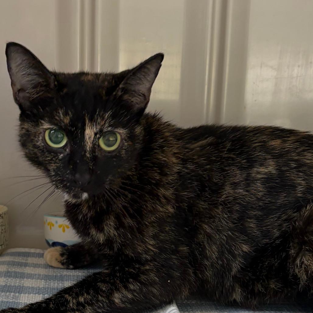 Sophia, Adoptable, Young Female Domestic Short Hair.