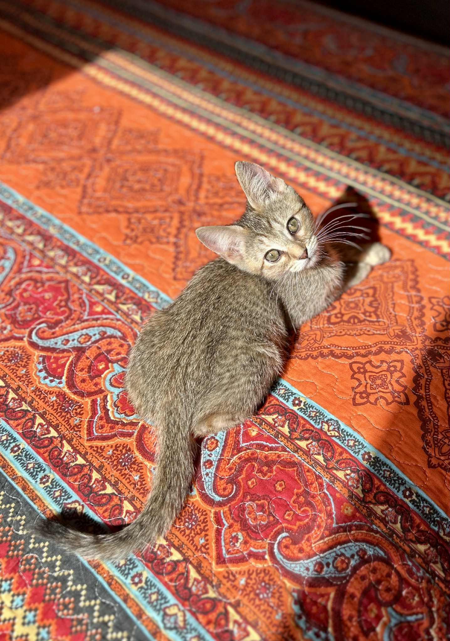 MozzarElla (Ella)