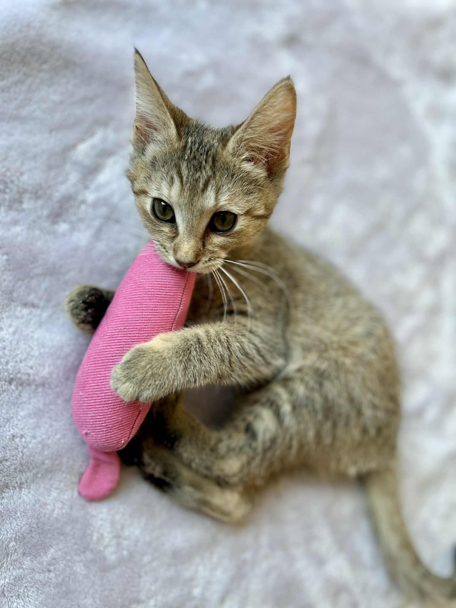 MozzarElla (Ella), a Adoptable mixed breed in Peoria, AZ image 1/6