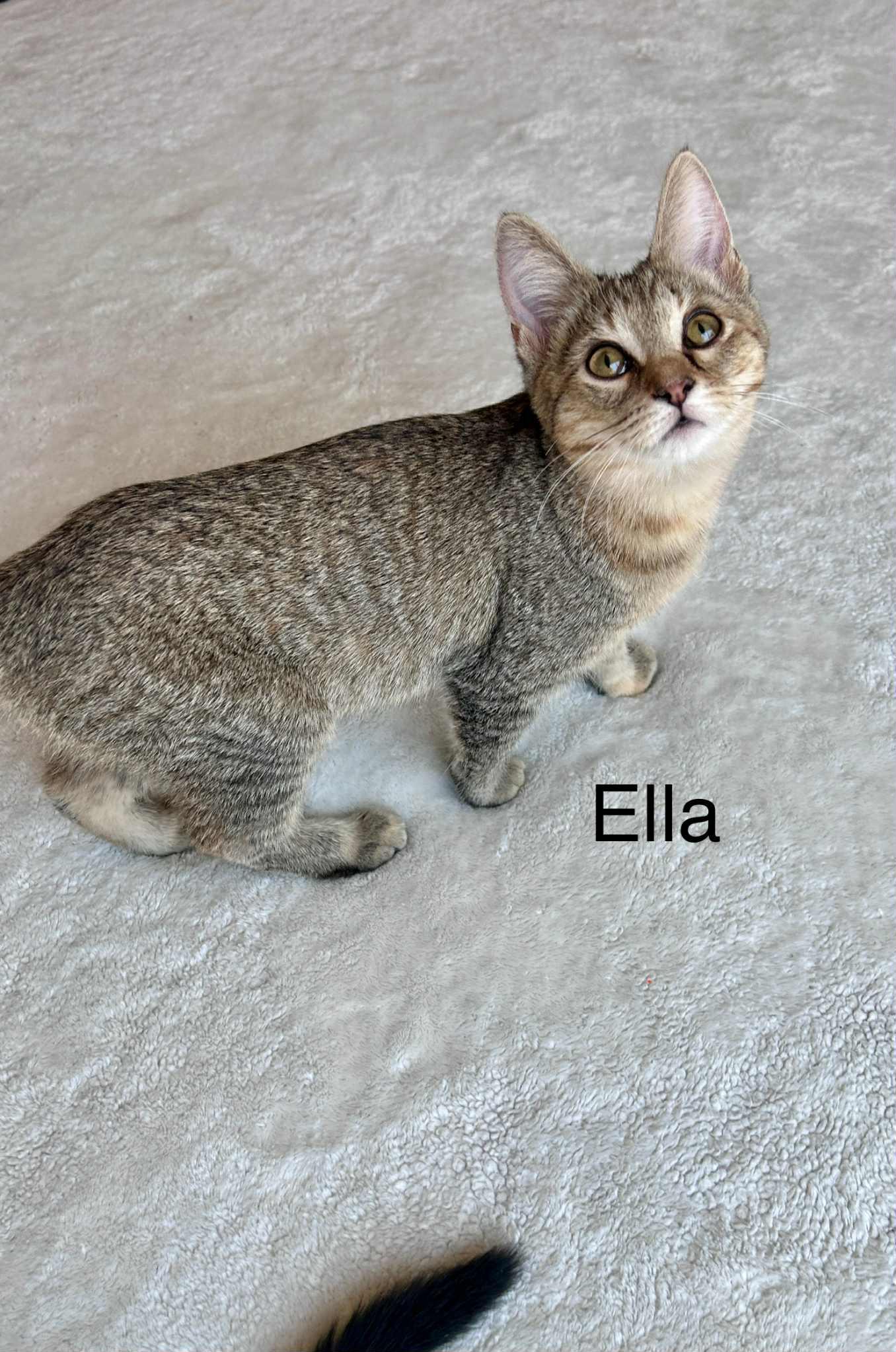 MozzarElla (Ella), a Adoptable mixed breed in Peoria, AZ image 3/6