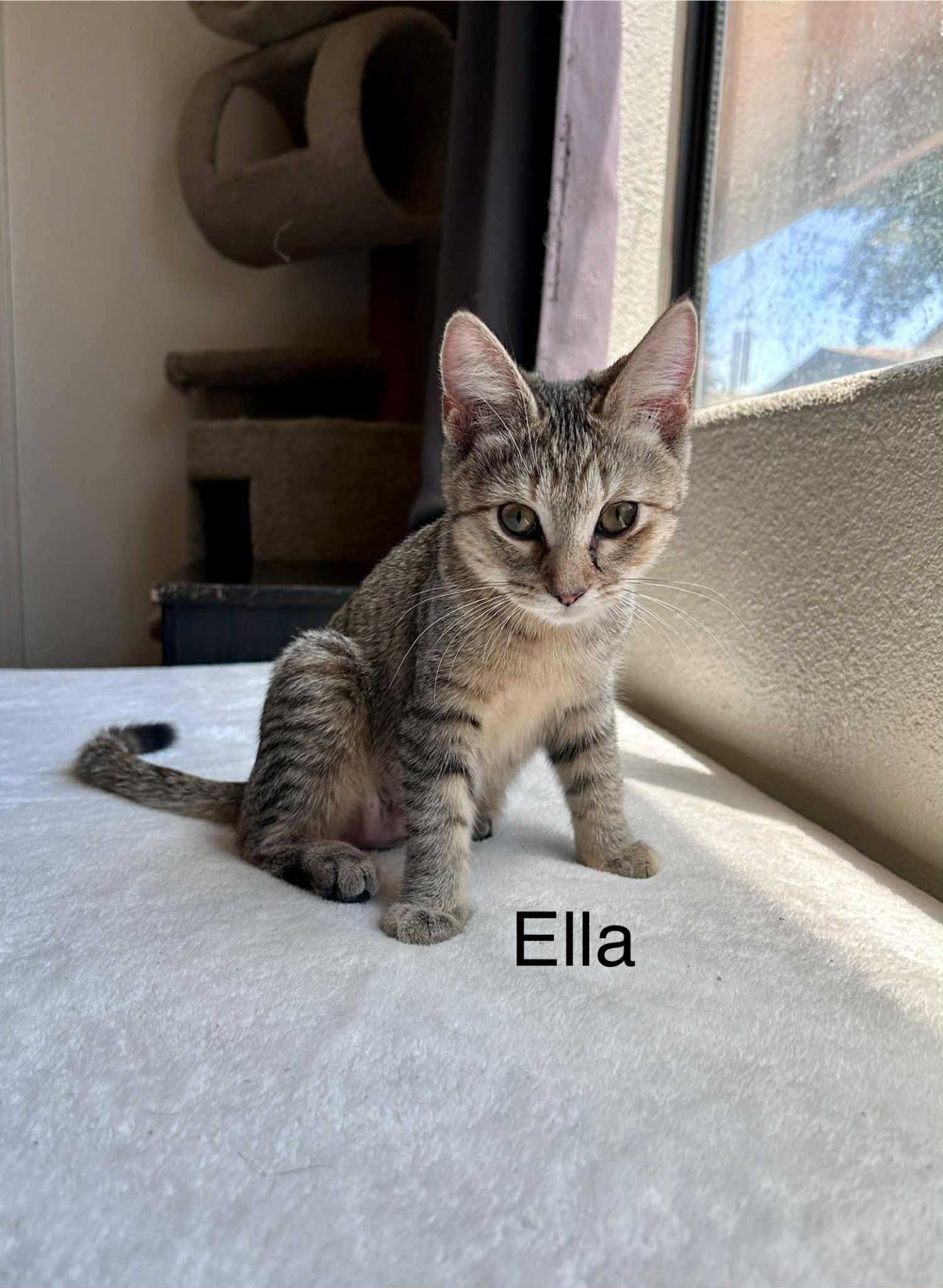 MozzarElla (Ella), a Adoptable mixed breed in Peoria, AZ image 4/6