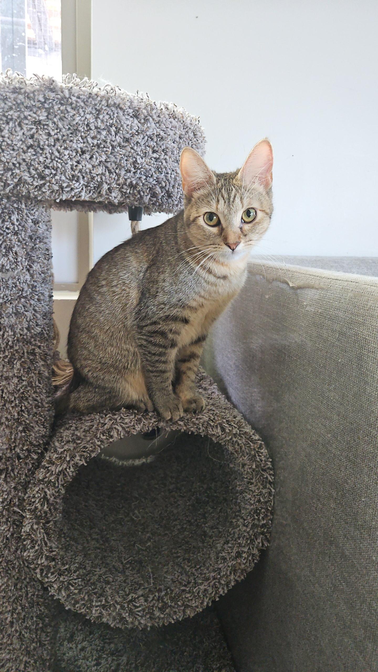 MozzarElla (Ella), adoptable, Kitten Female Calico & Tabby.