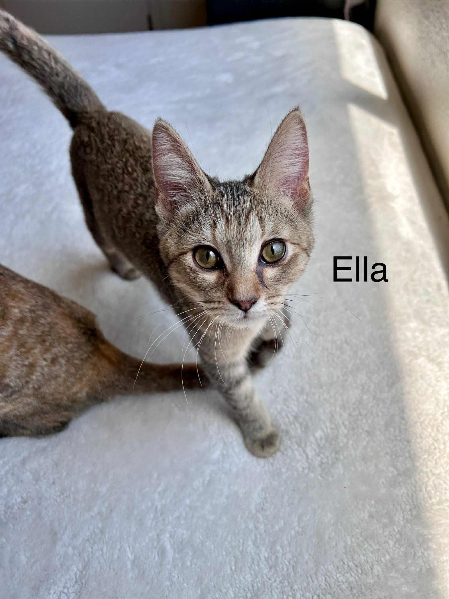 MozzarElla (Ella), a Adoptable mixed breed in Peoria, AZ image 5/6
