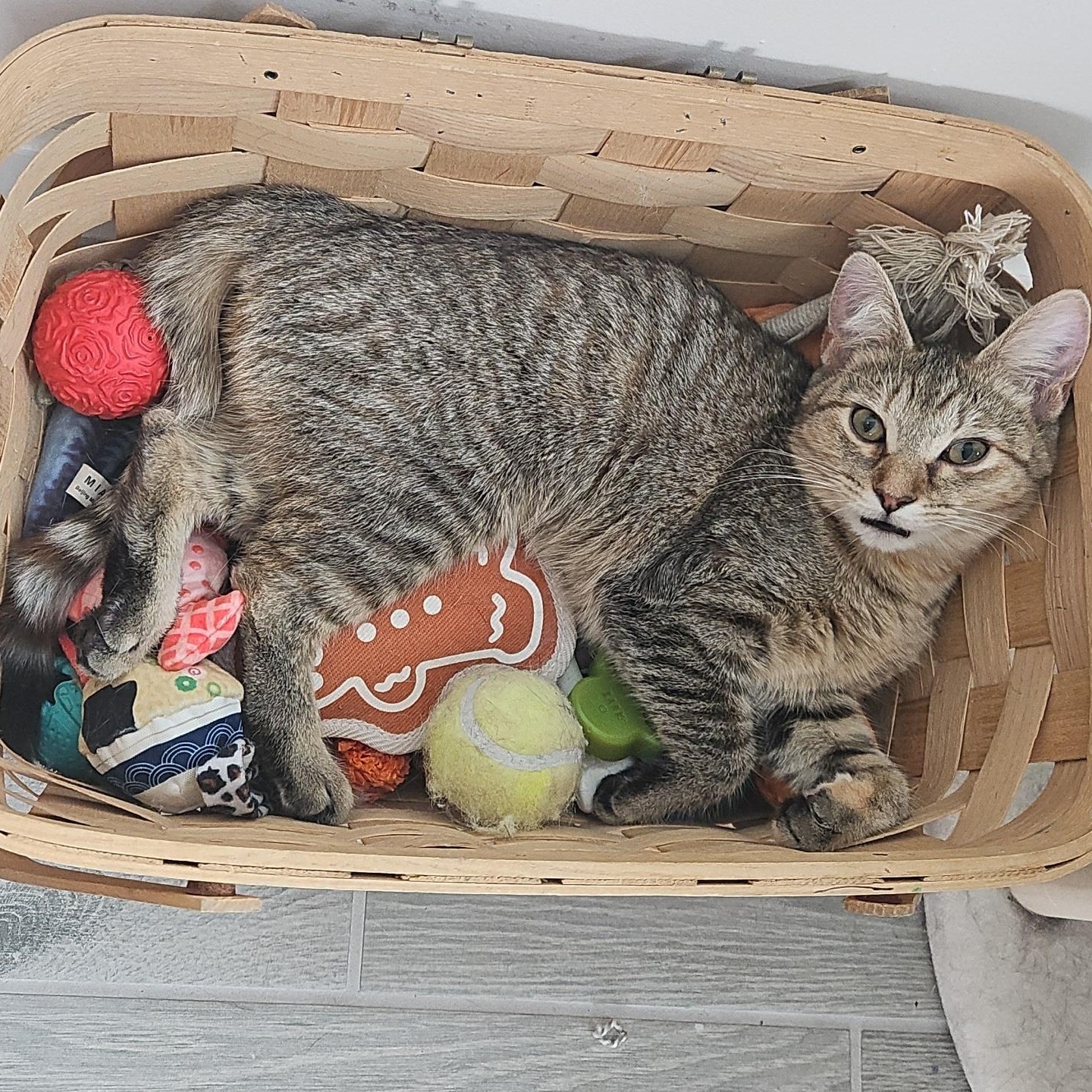 Enlarge MozzarElla (Ella), an adoptable mixed breed in Peoria, AZ image 2/6