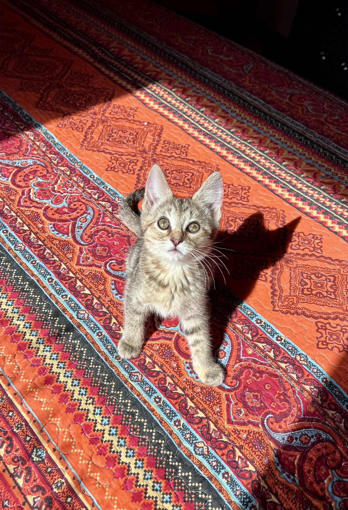MozzarElla (Ella)