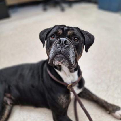 Enlarge Sweetheart, a ADOPTABLE mixed breed in Sacramento, CA image 3/3