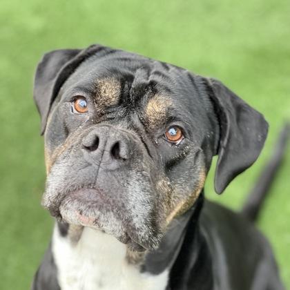 Enlarge Sweetheart, a ADOPTABLE mixed breed in Sacramento, CA image 1/3