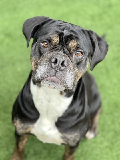 Enlarge Sweetheart, a ADOPTABLE mixed breed in Sacramento, CA image 2/3