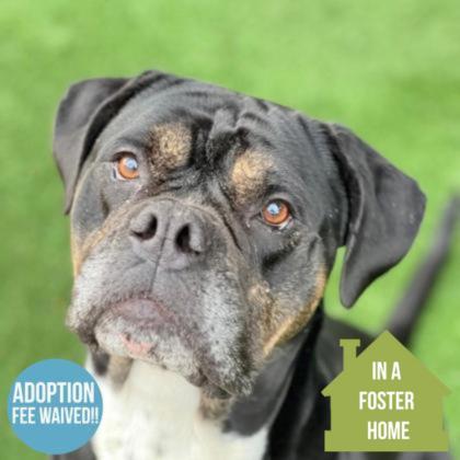 Sweetheart, ADOPTABLE, Adult Female English Bulldog & American Staffordshire Terrier.