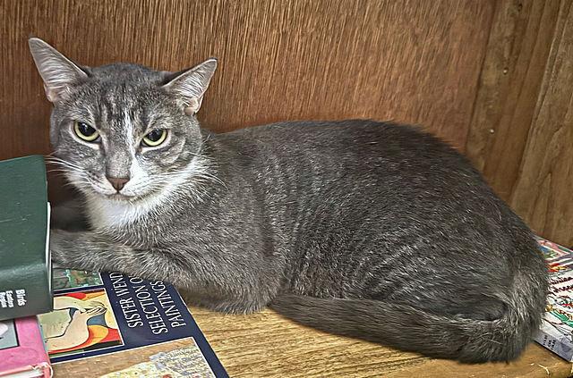 Enlarge RENESMEE, a Adoptable Domestic Short Hair in Tampa, FL image 1/3