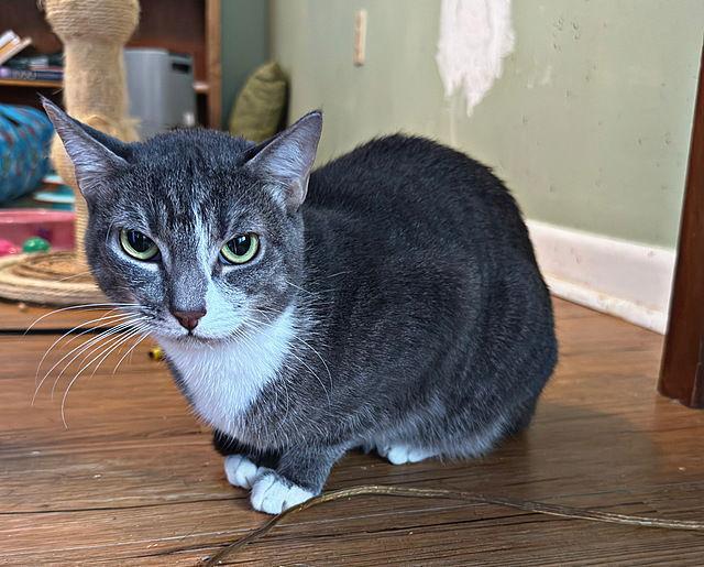 Enlarge RENESMEE, a Adoptable Domestic Short Hair in Tampa, FL image 2/3