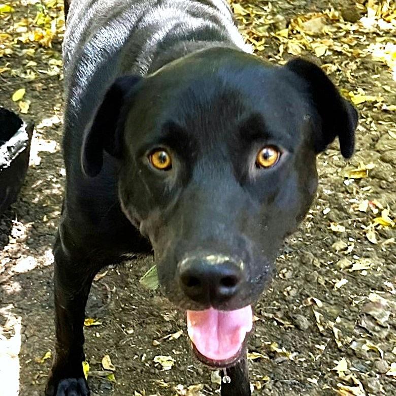 Onyx, Adoptable, Adult Male Labrador Retriever & Retriever.
