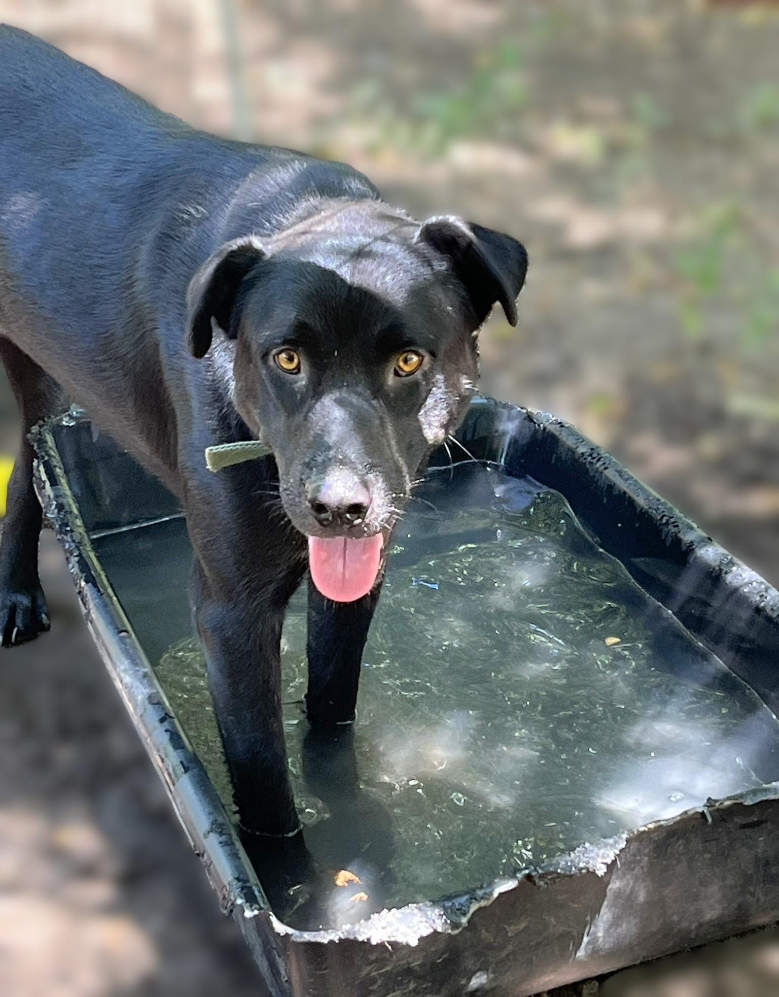 Enlarge Onyx, a Adoptable mixed breed in Godley, TX image 3/6