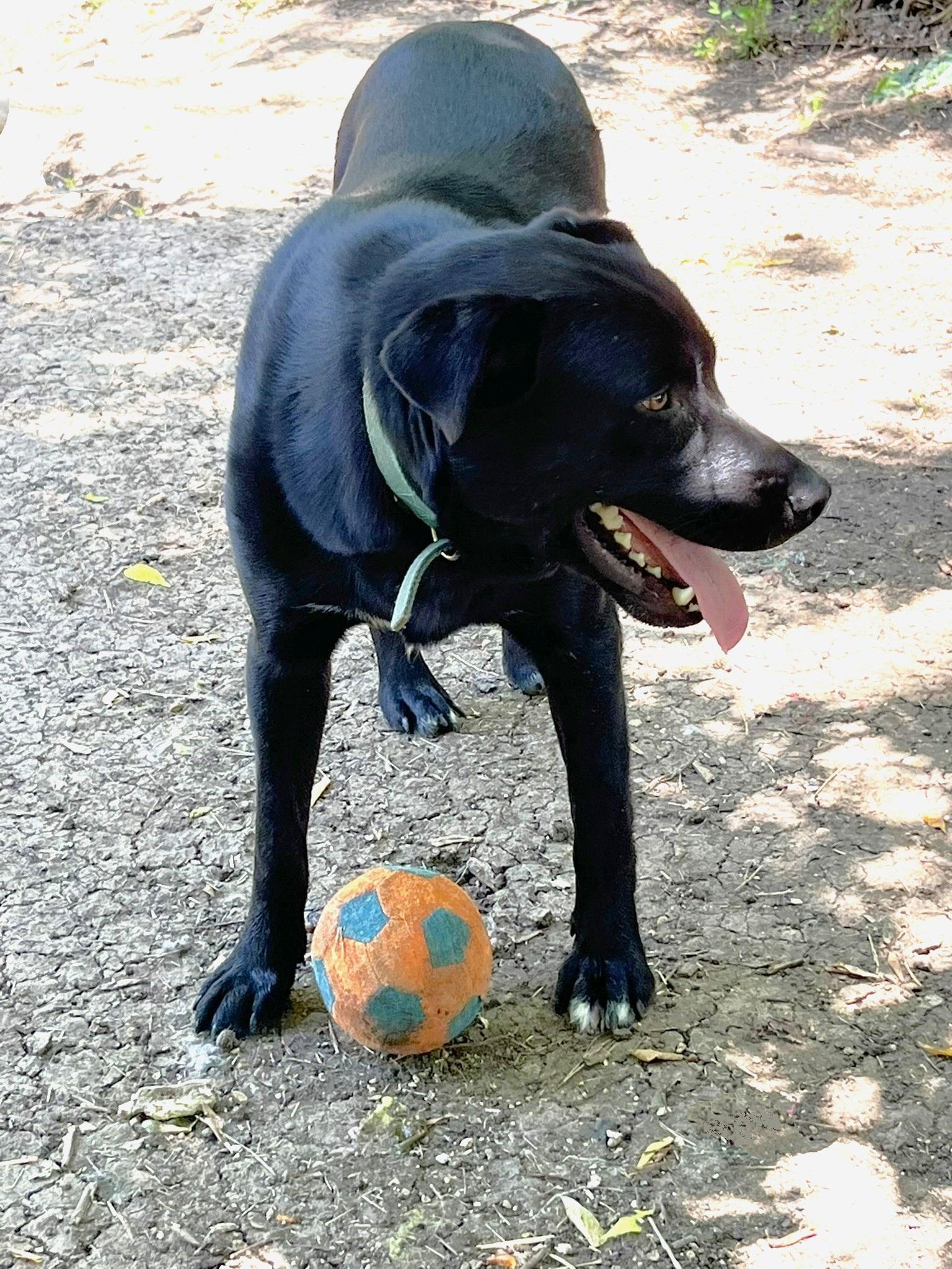 Enlarge Onyx, a Adoptable mixed breed in Godley, TX image 4/6