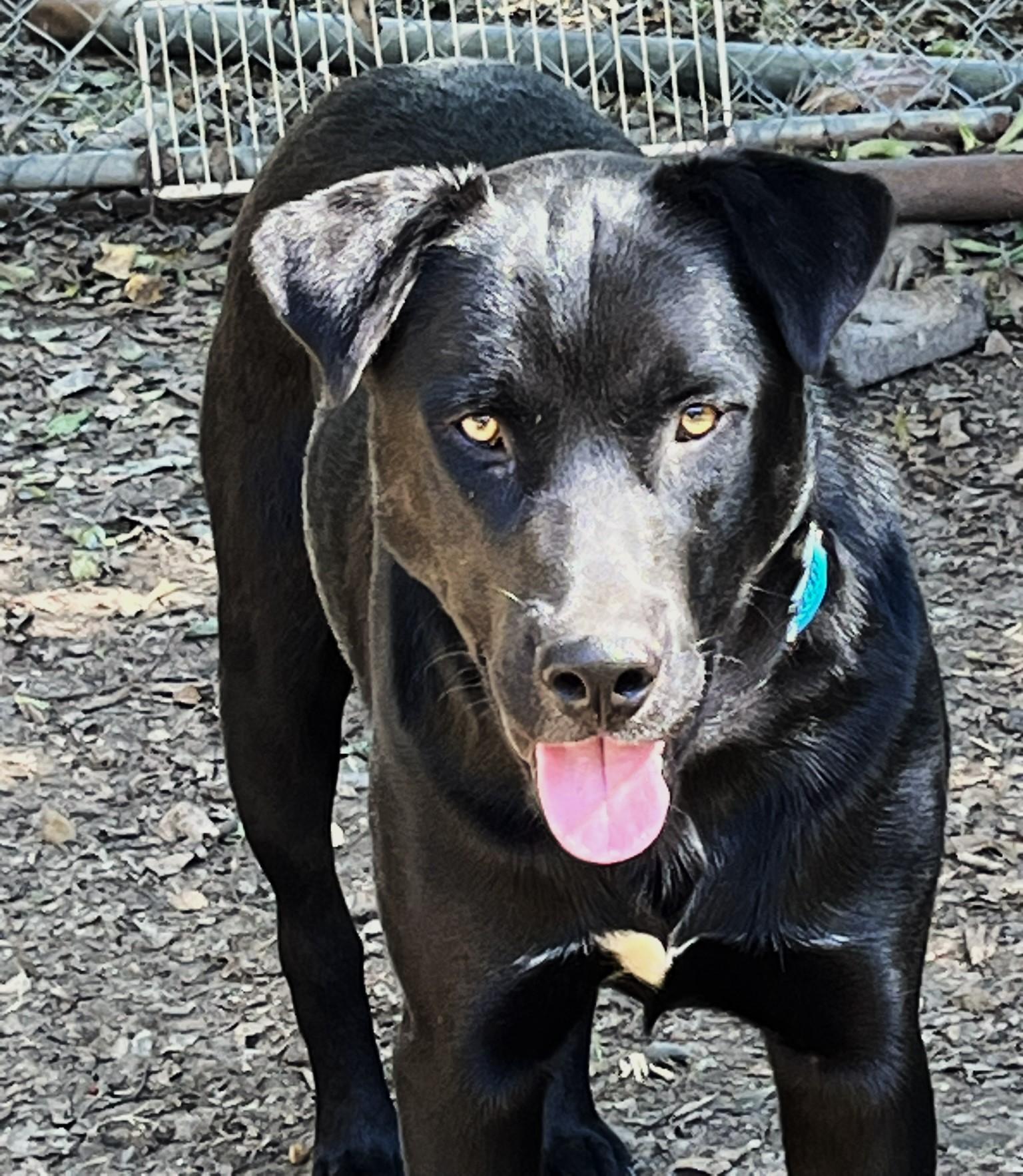 Onyx, a Adoptable mixed breed in Godley, TX image 1/6