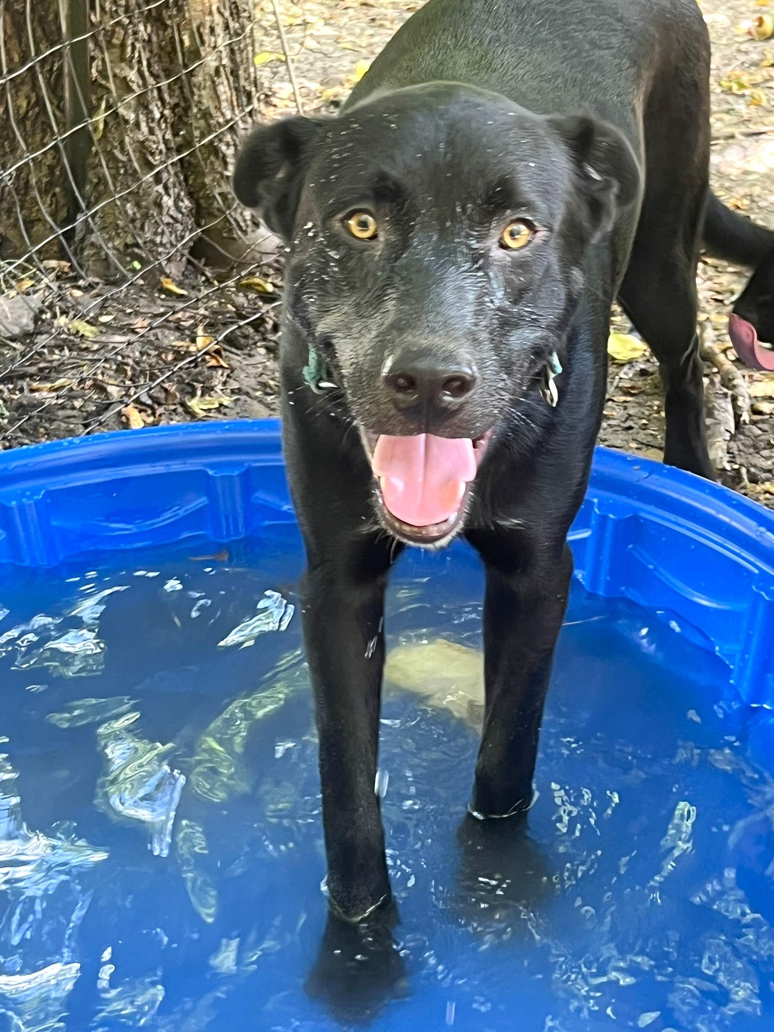 Onyx, a Adoptable mixed breed in Godley, TX image 5/6