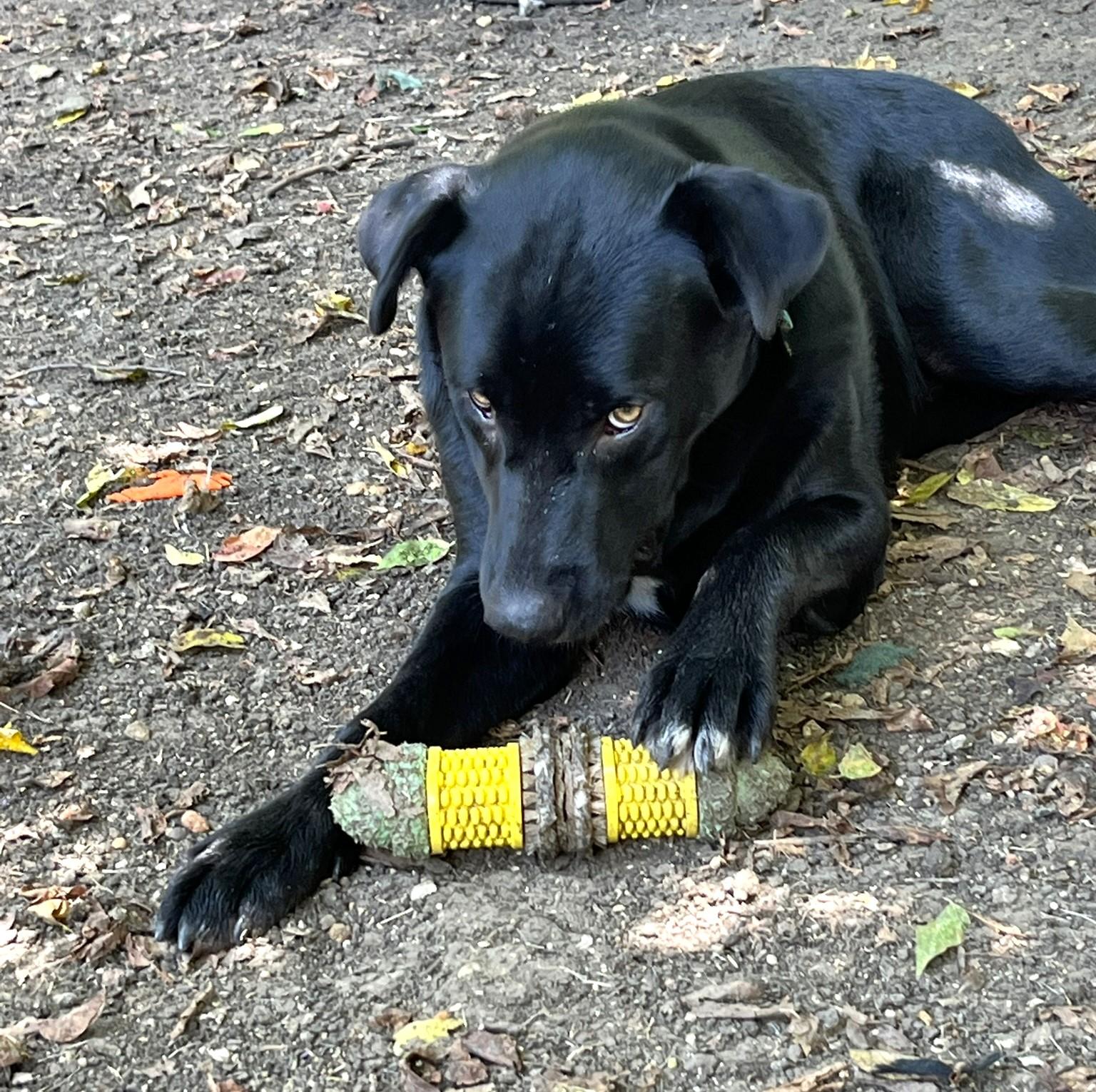Onyx, a Adoptable mixed breed in Godley, TX image 6/6