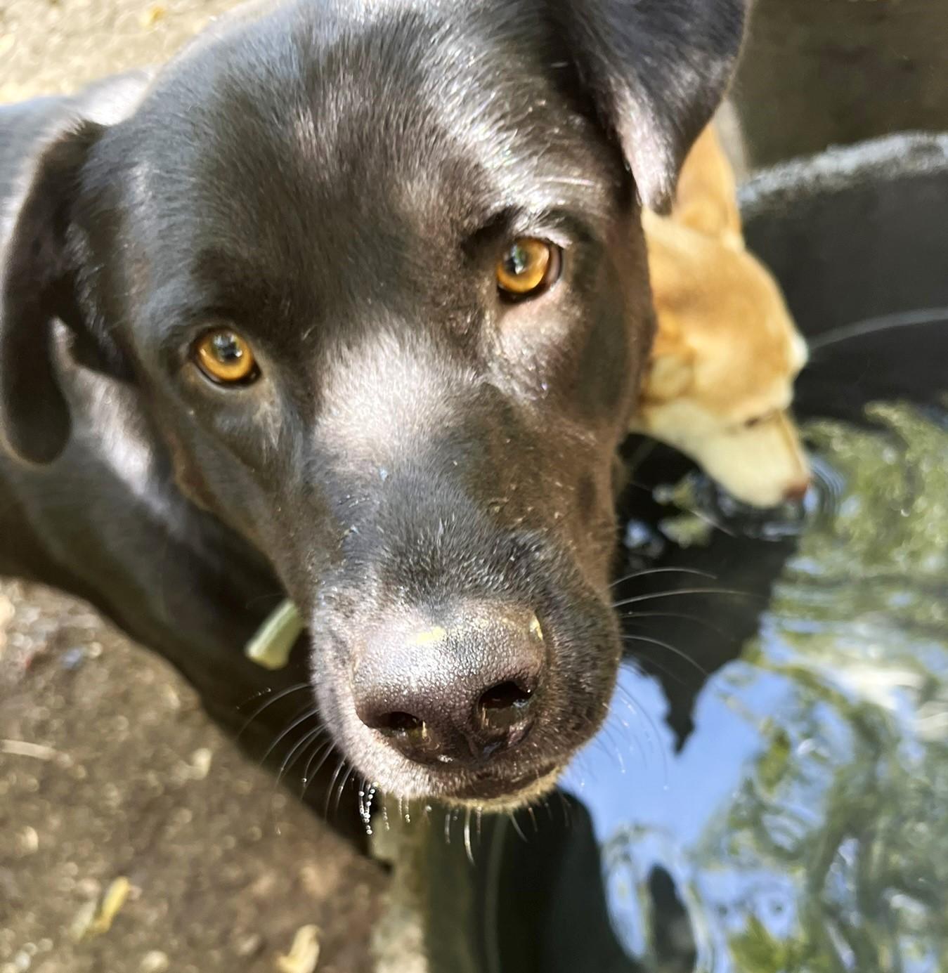 Enlarge Onyx, a Adoptable mixed breed in Godley, TX image 5/6