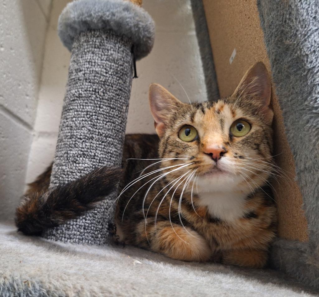 Melody, Adopted, Young Female Domestic Short Hair.