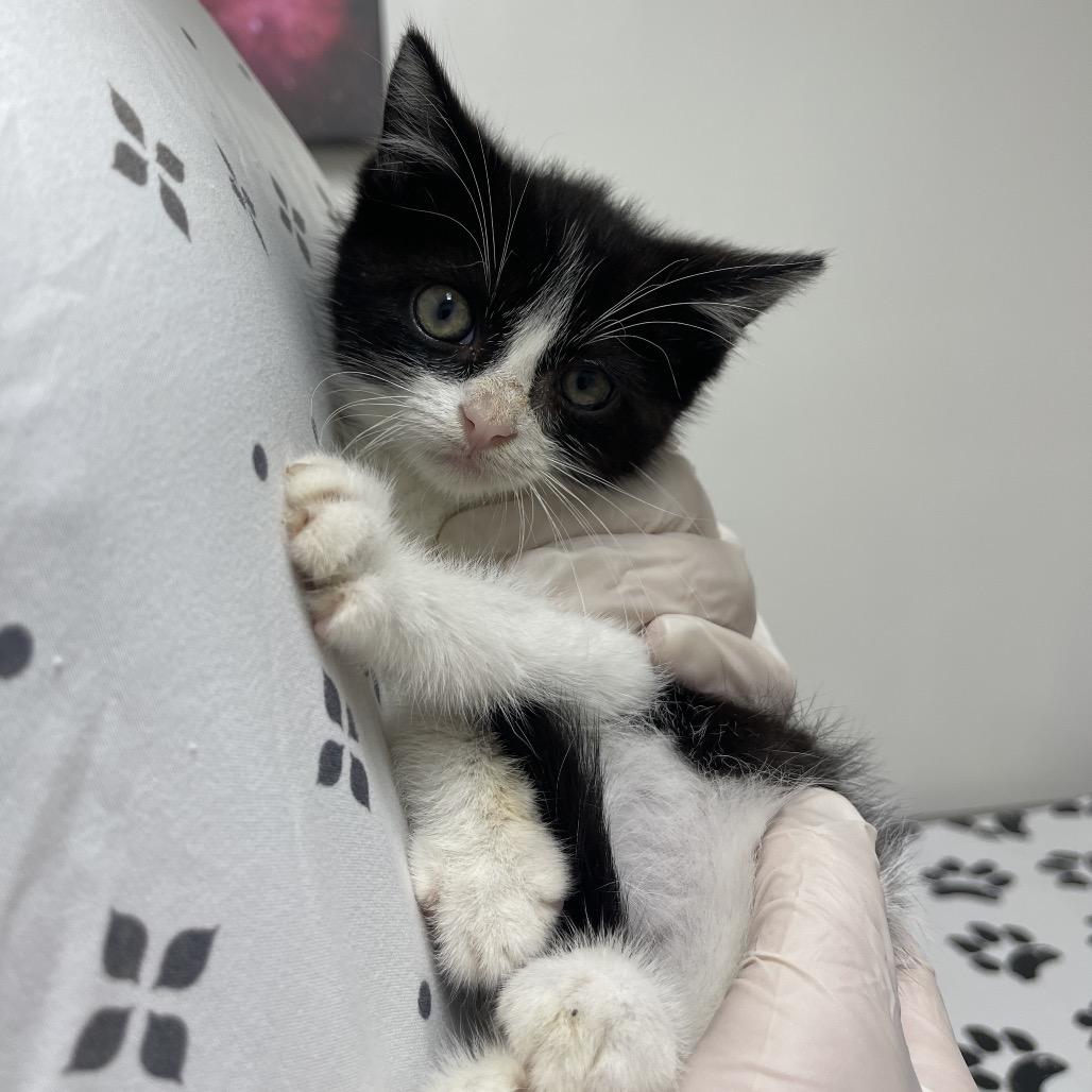 Gear-head, Adoptable, Kitten Male Domestic Medium Hair.
